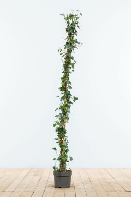 Lierre grimpant Hedera helix Haie 100-125 Pot Lierre Grimpant Hedera Helix 100-125 cm