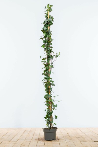 Lierre Grimpant Hedera Helix 125-150 cm