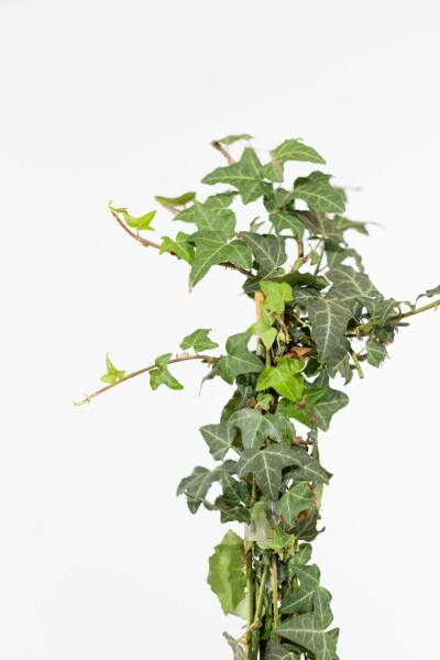 Lierre Grimpant Hedera Helix 175-200 cm