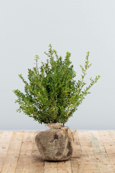 Houx Crénelé / Ilex Crenata Blondie 40-60 cm