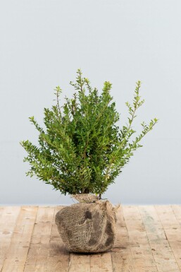 Houx Crénelé / Ilex Crenata Blondie 40-60 cm