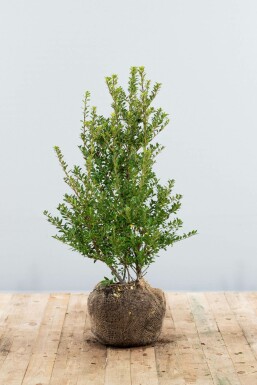 Houx Crénelé / Ilex Crenata Blondie 60-80 cm