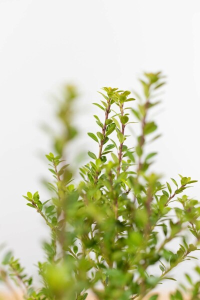 Houx Crénelé / Ilex Crenata Blondie 60-80 cm