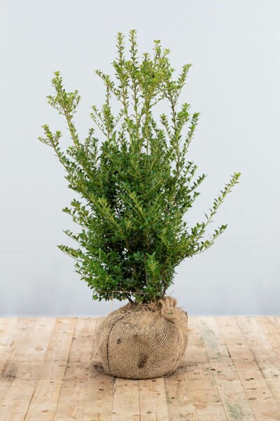 Houx Crénelé / Ilex Crenata Blondie 80-100 cm