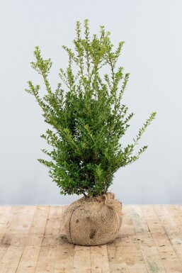 Houx Crénelé / Ilex Crenata Blondie 80-100 cm