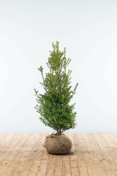 Houx Crénelé / Ilex Crenata Blondie 100-125 cm