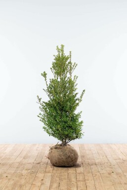 Houx Crénelé / Ilex Crenata Blondie 100-125 cm