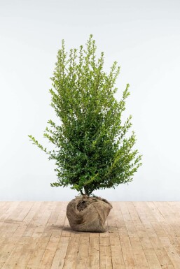 Houx Crénelé / Ilex Crenata Blondie 125-150 cm