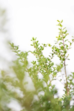 Houx Crénelé / Ilex Crenata Convexa 20-30 cm