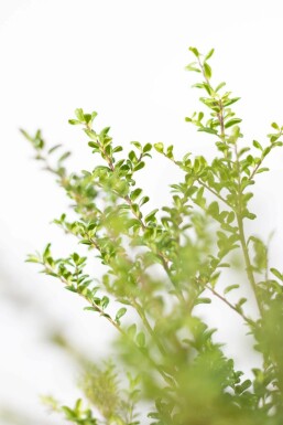 Houx Crénelé / Ilex Crenata Convexa 20-30 cm