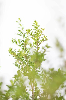 Houx Crénelé / Ilex Crenata Convexa 20-30 cm