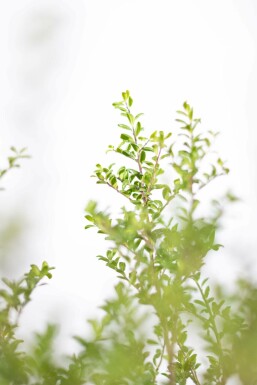 Houx Crénelé / Ilex Crenata Convexa 20-30 cm