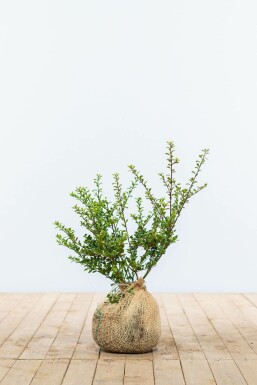 Houx Crénelé / Ilex Crenata Convexa 30-40 cm
