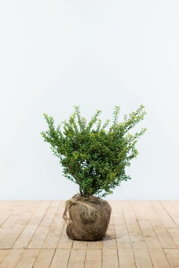 Houx crénelé Ilex crenata 'Convexa' Haie 40-50 Motte