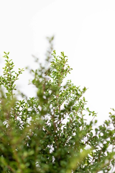 Houx Crénelé / Ilex Crenata Convexa 40-50 cm
