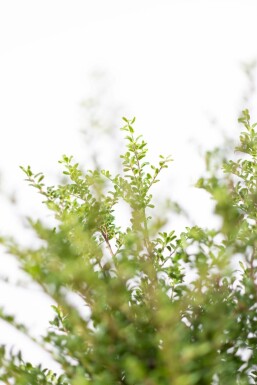 Houx Crénelé / Ilex Crenata Convexa 40-50 cm