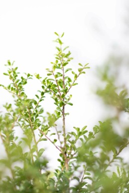 Houx Crénelé / Ilex Crenata Convexa 40-50 cm