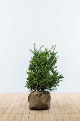 Houx crénelé Ilex crenata 'Convexa' Haie 50-60 Motte