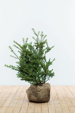 Houx Crénelé / Ilex Crenata Convexa 60-80 cm