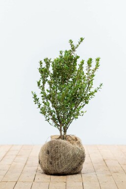 Houx Crénelé / Ilex Crenata Caroline Upright 30-40 cm