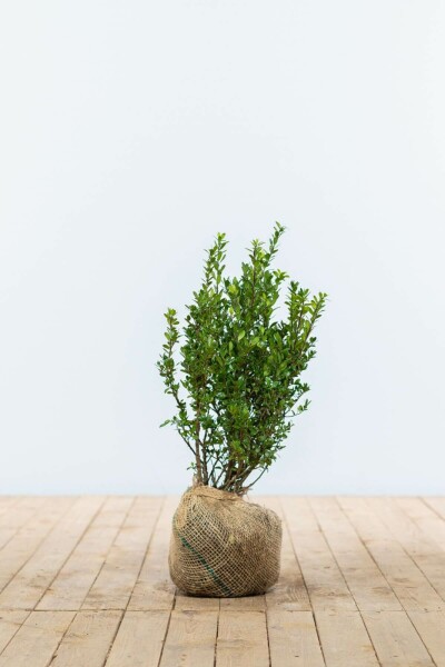 Houx Crénelé / Ilex Crenata Caroline Upright 40-60 cm