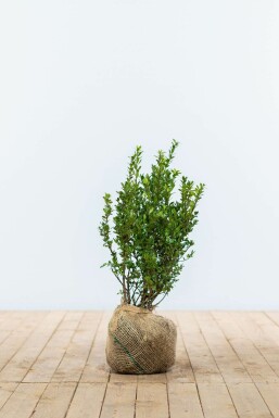 Houx Crénelé / Ilex Crenata Caroline Upright 40-60 cm
