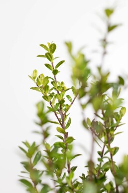 Houx Crénelé / Ilex Crenata Caroline Upright 40-60 cm