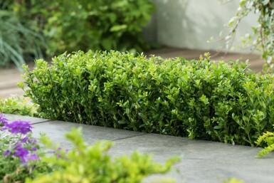 Houx Crénelé / Ilex Crenata Caroline Upright 40-60 cm