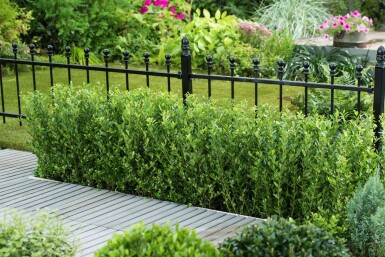 Houx Crénelé / Ilex Crenata Caroline Upright 40-60 cm