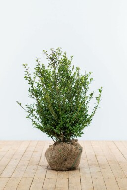 Houx Crénelé / Ilex Crenata Caroline Upright 60-80 cm
