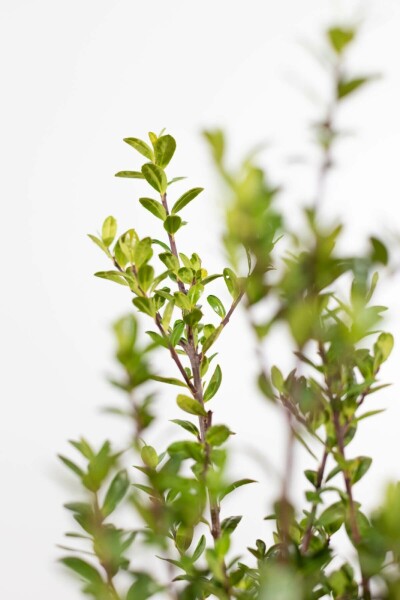 Houx Crénelé / Ilex Crenata Caroline Upright 60-80 cm
