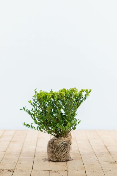 Houx Crénelé / Ilex Crenata Dark Green 20-30 cm