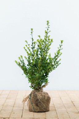 Houx Crénelé / Ilex Crenata Dark Green 30-40 cm