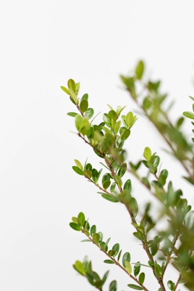 Houx Crénelé / Ilex Crenata Dark Green 30-40 cm