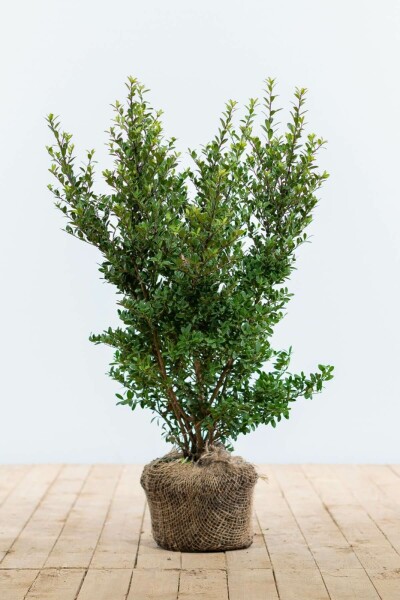 Houx Crénelé / Ilex Crenata Dark Green 40-60 cm