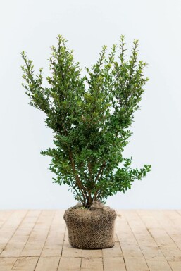 Houx Crénelé / Ilex Crenata Dark Green 40-60 cm