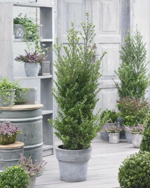 Houx Crénelé / Ilex Crenata Dark Green 40-60 cm