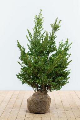 Houx Crénelé / Ilex Crenata Dark Green 60-80 cm