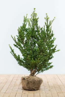 Houx Crénelé / Ilex Crenata Dark Green 80-100 cm