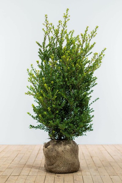 Houx Crénelé / Ilex Crenata Dark Green 100-125 cm
