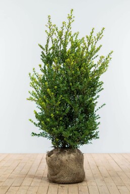 Houx Crénelé / Ilex Crenata Dark Green 100-125 cm
