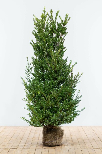 Houx Crénelé / Ilex Crenata Dark Green 125-150 cm