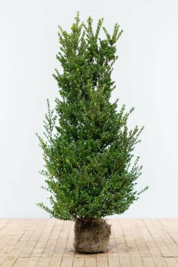 Houx Crénelé / Ilex Crenata Dark Green 125-150 cm
