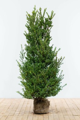 Houx Crénelé / Ilex Crenata Dark Green