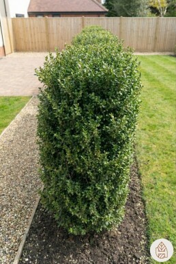 Houx Crénelé / Ilex Crenata Green Hedge 40-60 cm