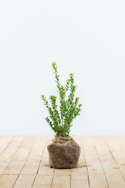 Houx Crénelé / Ilex Crenata Green Hedge 15-20 cm
