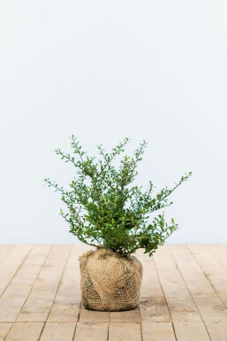 Houx Crénelé / Ilex Crenata Green Hedge 25-30 cm