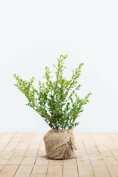Houx Crénelé / Ilex Crenata Green Hedge 30-40 cm