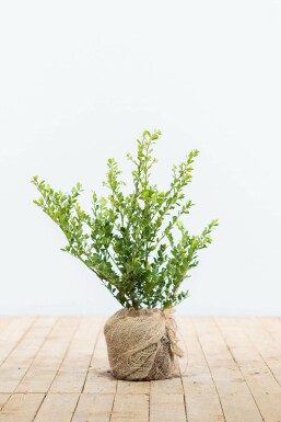 Houx Crénelé / Ilex Crenata Green Hedge 30-40 cm