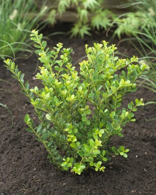 Houx crénelé Ilex crenata 'Green Hedge' Haie 30-40 Pot